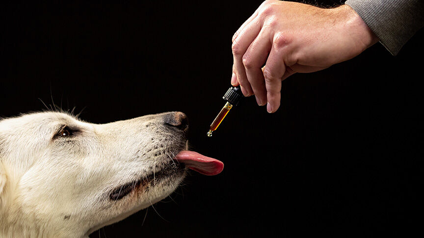 Dog licking a CBD oil dropper